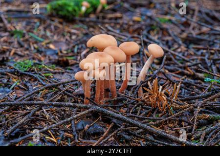 Laccaria laccata, auch bekannt als der Betrüger, glanzlose Laccaria oder wachsige Laccaria, ist eine weißspurige Spezies von kleinen Speisepilzen, die auf der Haut gefunden werden Stockfoto