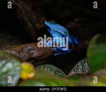 Der Blaugift-Dart-Frosch (Dendrobates-azureus) lebt im Nordosten Südamerikas Stockfoto