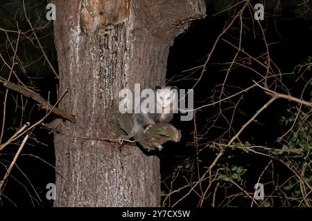 Das Virginia opossum (Didelphis virginiana) – das Opossum in Nordamerika, das auf dem Baum klettert. Wilde Nachtszene aus Ohio. Stockfoto