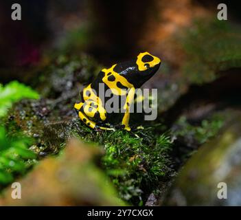 Gelb gebänderter Giftpfeilfrosch oder gelbköpfiger Giftpfeilfrosch (Dendrobates leucomelas). Tropischer Frosch, der in Südamerika lebt. Stockfoto