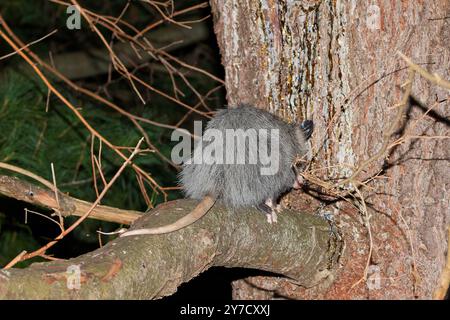 Das Virginia opossum (Didelphis virginiana) – das Opossum in Nordamerika, das auf dem Baum klettert. Wilde Nachtszene aus Ohio. Stockfoto