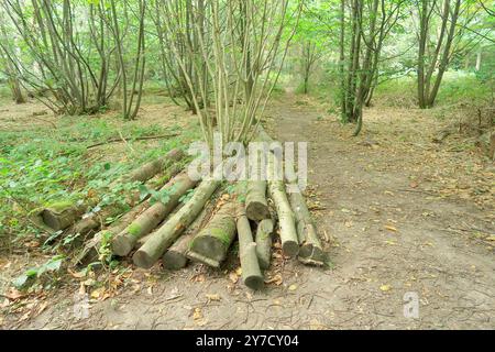 Ein Haufen abgeholzter Bäume entlang eines Feldwegs in Trosley-Wäldern Stockfoto