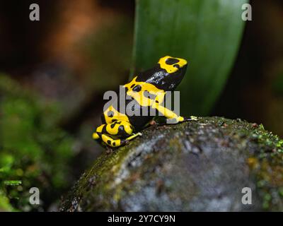 Gelb gebänderter Giftpfeilfrosch oder gelbköpfiger Giftpfeilfrosch (Dendrobates leucomelas). Tropischer Frosch, der in Südamerika lebt. Stockfoto