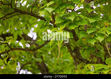 Das nördliche Katalpa (Catalpa speciosa), allgemein bekannt als das harte Katalpa, westliche Katalpa, Zigarrenbaum oder catawba, ist ein Baum im Mittleren Westen Stockfoto