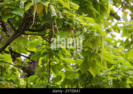 Das nördliche Katalpa (Catalpa speciosa), allgemein bekannt als das harte Katalpa, westliche Katalpa, Zigarrenbaum oder catawba, ist ein Baum im Mittleren Westen Stockfoto