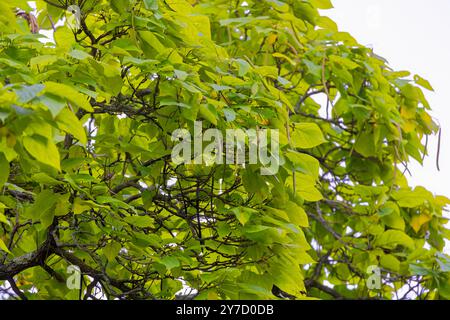 Das nördliche Katalpa (Catalpa speciosa), allgemein bekannt als das harte Katalpa, westliche Katalpa, Zigarrenbaum oder catawba, ist ein Baum im Mittleren Westen Stockfoto