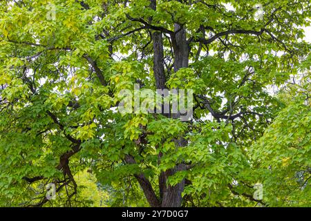 Das nördliche Katalpa (Catalpa speciosa), allgemein bekannt als das harte Katalpa, westliche Katalpa, Zigarrenbaum oder catawba, ist ein Baum im Mittleren Westen Stockfoto