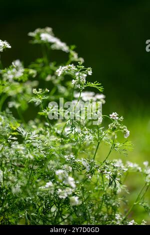 Koriander, Coriandrum sativum, auch bekannt als Koriander, ist ein einjähriges Kraut aus der Familie der Apiaceae. Korianderblume blüht im Garten. Indische Orga Stockfoto