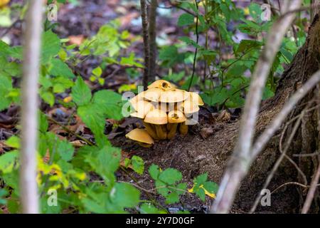 Laching Gym (Gymnopilus validipes), zitronengelber Pilz, der riesige dichte Cluster mit sehr großen Kappen bildet. Stockfoto