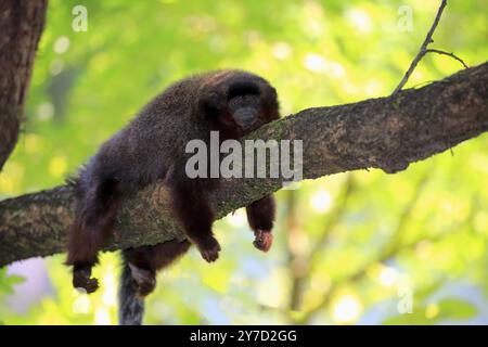 Kupfertiti (Callicebus moloch), erwachsen auf Baum, ruhend, Südamerika Stockfoto