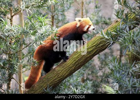 Westlicher Roter Panda (Ailurus fulgens fulgens), erwachsen, klettern, auf Baum Stockfoto