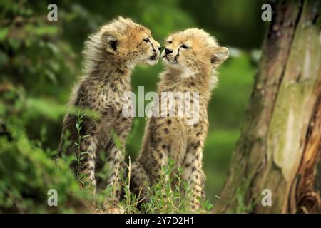 Gepard, nordostafrikanischer Gepard (Acinonyx jubatus soemmeringii), zwei Jungtiere, soziales Verhalten, Geschwister, zehn Wochen alt, Afrika, Nordostafrika Stockfoto