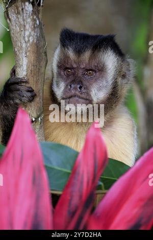 Kapuzinerkappen (Cebus apella), Porträt Erwachsener, Pantanal, Mato Grosso, Brasilien, Südamerika Stockfoto