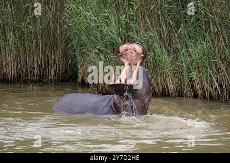 Hippopotamus (Hippopatamus amphibius), adult, im Wasser, bedrohlich, Gähnen, St. Lucia Mündung, Isimangaliso Wetland Park, Kwazulu Natal, South Afr Stockfoto