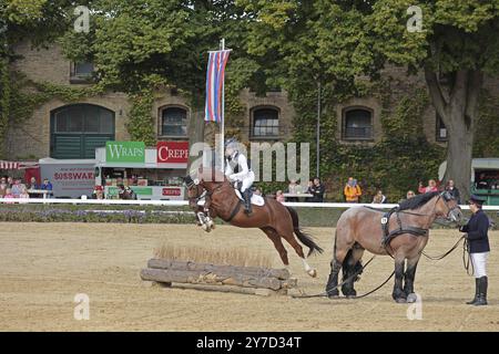 Warendorf State Stud, Hengstparade, springender Quadrille Stockfoto