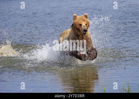 Grizzlybär (Ursus arctos horribilis), erwachsen, im Wasser, im Sommer, auf Nahrungssuche, Jagd, Brookes River, Katmai Nationalpark, Alaska, USA, Nordamerika Stockfoto