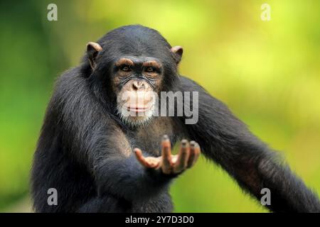 Schimpanse (Pan troglodytes troglodytes), subadulter, halb erwachsen, bettelnd, Porträt Stockfoto