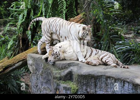 Bengalischer Tiger, indischer Tiger (Panthera tigris tigris), erwachsenes Paar, Indien, Asien Stockfoto