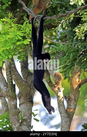 Gelbwangengibbon, Gelbwangengibbon (Nomascus gabriellae), erwachsen, männlich, an einem Baum hängend, von einem Baum schwingend Stockfoto