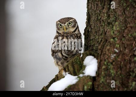 Eule (Athene noctua), erwachsener Barsch im Schnee, im Winter Zdarske vrchy, Böhmisch-Mährisches Hochland, Tschechische Republik, Europa Stockfoto