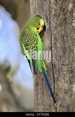 Wellensittich (Melopsittacus undulatus), Erwachsene, männlich, in der Zuchtbox, Alice Springs, Northern Territory, Australien, Ozeanien Stockfoto