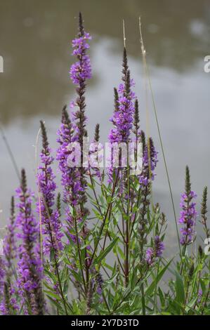 Purple loosestrife (Lythrum salicaria), Bayern, Deutschland, Europa Stockfoto