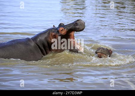 Hippopotamus (Hippopatamus amphibius), Erwachsene, im Wasser, zwei, kämpfend, bedrohlich, Gähnen, St. Lucia Mündung, Isimangaliso Wetland Park, KwaZulu N Stockfoto