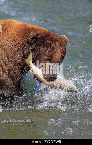 Grizzlybär (Ursus arctos horribilis), erwachsen, im Wasser, im Sommer, mit Lachs, mit Beute, Essen, Porträt, Brookes River, Katmai Nationalpark, Ala Stockfoto