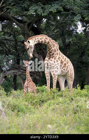 Kap Giraffe (Giraffa camelopardalis giraffa), Mutter mit Jugendlichen, Erwachsene mit Jugendlichen, St. Lucia Mündung, Isimangaliso Wetland Park, Kwazulu Nata Stockfoto