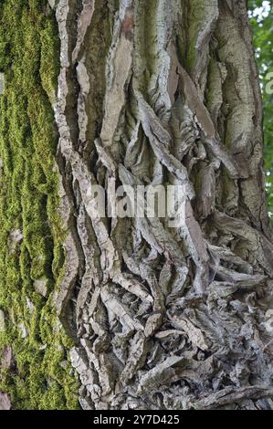 Rinde einer schwarzen Pappel (Populus nigra), Nahaufnahme, Bayer, Deutschland, Europa Stockfoto