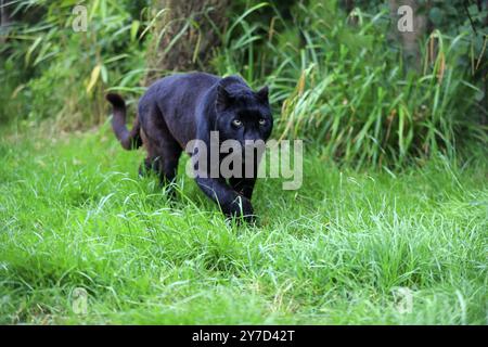 Leopard, schwarzer Panther (Panthera pardus), Erwachsener, Stalking Stockfoto