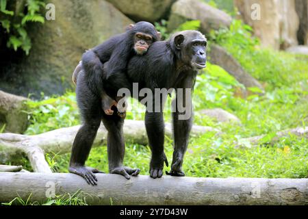 Schimpansen (Pan troglodytes troglodytes), weiblich, erwachsen, Jungtier, Jungtier reitet auf dem Rücken der Mutter, soziales Verhalten Stockfoto