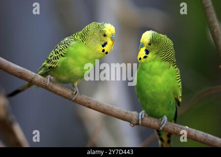 Wellensittich (Melopsittacus undulatus), Erwachsene, männlich, Alice Springs, Northern Territory, Australien, Ozeanien Stockfoto