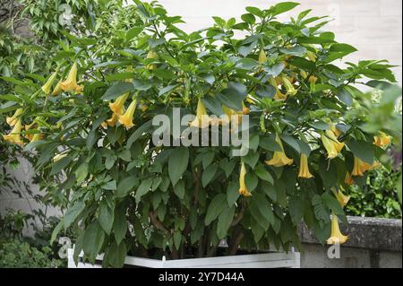 Blühende Engeltrompete (Brugmansia suaveolens) Niederfranken, Bayern, Deutschland, Europa Stockfoto