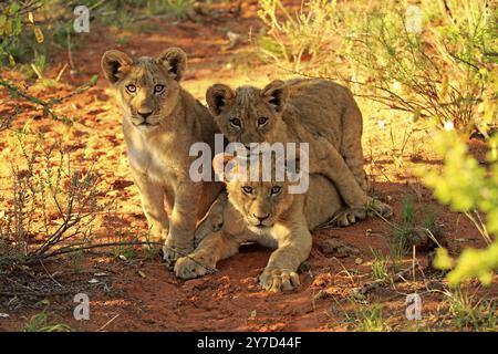 Löwe (Panthera leo), drei Jungen, vier Monate alt, Geschwister, Alarm, Curious, Tswalu Game Reserve, Kalahari, Nordkap, Südafrika, Afrika Stockfoto