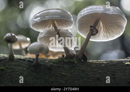 Schleimformen aus Ringbuche (Oudemansiella mucida), Emsland, Niedersachsen, Deutschland, Europa Stockfoto