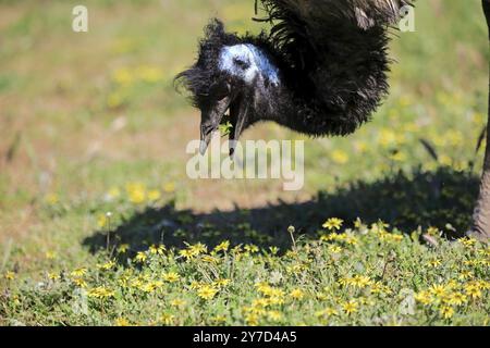 Emu (Dromaius novaehollandiae), Erwachsene, Porträt, Futtersuche, Mount Lofty, Südaustralien, Australien, Ozeanien Stockfoto