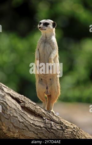 Erdmännchen (Suricata suricatta), Erwachsene, aufmerksam, männlich, stehend, Little Karoo, Westkap, Südafrika, Afrika Stockfoto