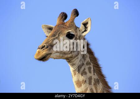 Kapgiraffe (Giraffa camelopardalis giraffa), Erwachsener, Alert, Porträt, Hluhluwe Umfolozi Nationalpark, Hluhluwe Imfolozi Nationalpark, KwaZulu Natal Stockfoto