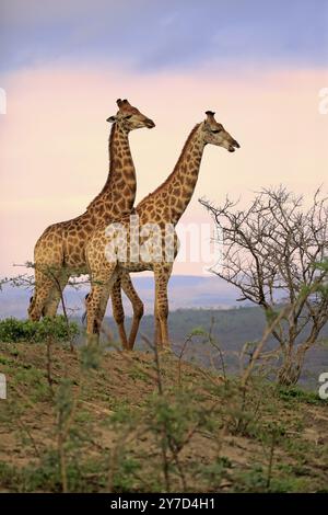 Kapgiraffe (Giraffa camelopardalis giraffa), Erwachsene, Paar, auf der Suche nach Nahrungsmitteln, Hluhluwe Umfolozi Nationalpark, Hluhluwe Imfolozi Nationalpark, KwaZulu Natal Stockfoto