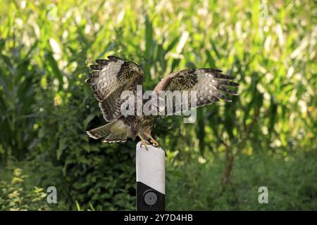 Bussard (Buteo buteo), Erwachsener am Wachposten, Straßenpfosten, Pelm, Eifel, Deutschland, Europa Stockfoto