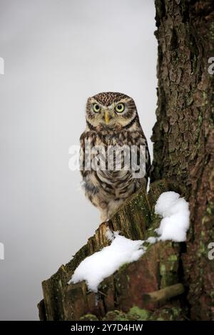 Eule (Athene noctua), erwachsener Barsch im Schnee, im Winter Zdarske vrchy, Böhmisch-Mährisches Hochland, Tschechische Republik, Europa Stockfoto