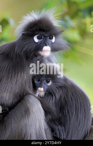 Affe mit dunklem Blatt (Trachypithecus obscurus), Mutter mit Jungen am Baum, säugend Stockfoto