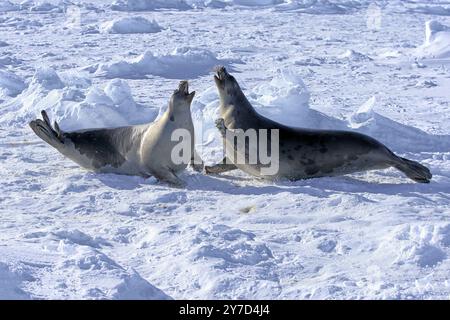 Harfenrobbe (Pagophilus groenlandicus), Erwachsene, zwei weibliche Kämpfer auf Packeis, Magdalen Inseln, St. Lawrence Golf, Quebec, Kanada, Nordamerika Stockfoto