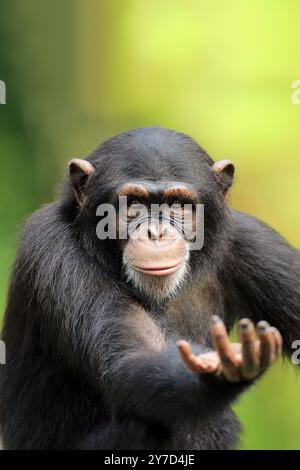 Schimpanse (Pan troglodytes troglodytes), subadulter, halb erwachsen, bettelnd, Porträt Stockfoto