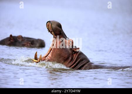 Hippopotamus (Hippopatamus amphibius), adult, im Wasser, bedrohlich, Gähnen, Porträt, St. Lucia Mündung, Isimangaliso Wetland Park, KwaZulu Natal Stockfoto