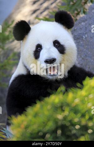 Riesenpanda (Ailuropoda melanoleuca), Fütterung für Erwachsene, Adelaide, Südaustralien, Australien, Captive, Ozeanien Stockfoto