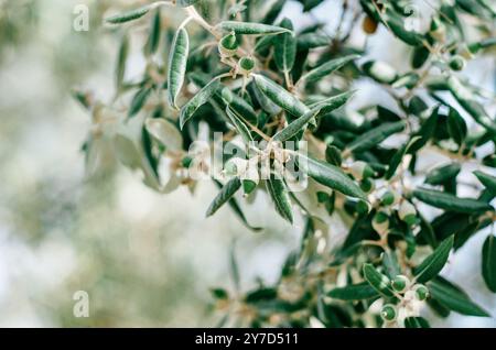 Holm-Eiche (Quercus ilex) Nahaufnahme mit Eicheln Stockfoto