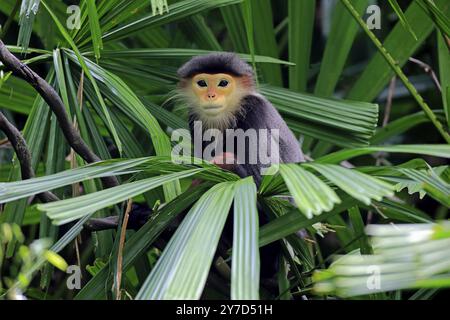 Rotschenkelaffen (Pygathrix nemaeus), erwachsen, auf Baum Stockfoto