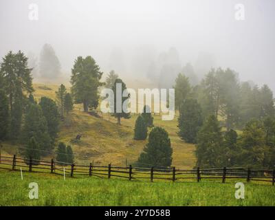 Nadelbäume auf nebeliger Almwiese mit Holzzaun, Dolomiten, Südtirol, Italien, Europa Stockfoto